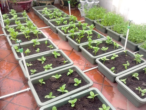 3 cách cải tạo đất trồng rau