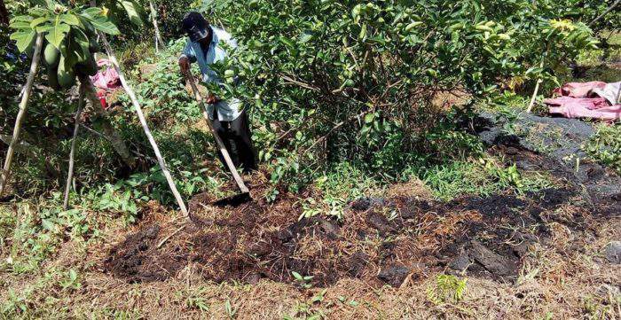 Quy trình rút ngắn thời gian cải tạo đất cho vườn cây ăn trái