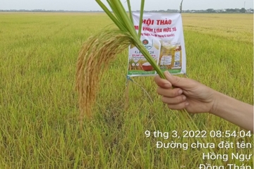 Dasco nhân rộng mô hình sử dụng phân bón hữu cơ cho nông dân trồng lúa Dasco nhân rộng mô hình sử dụng phân bón hữu cơ cho nông dân trồng lúa