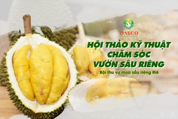 Hội thảo kỹ thuật chăm sóc vườn sầu riêng Ri6 ngày 11/6/2022