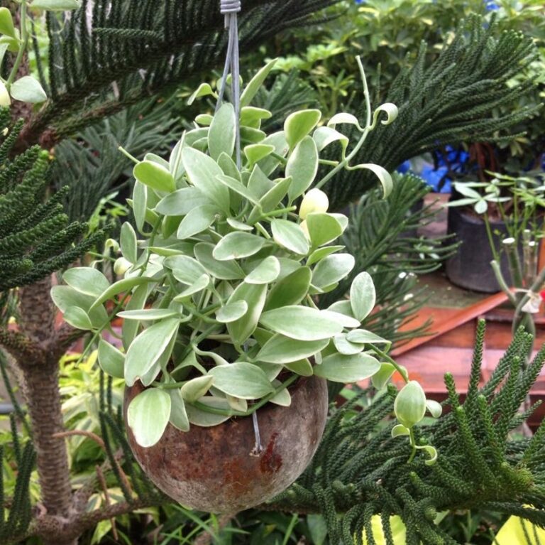 Sử dụng DOLA 01F phun cho dây Dola, Lan hạt dưa